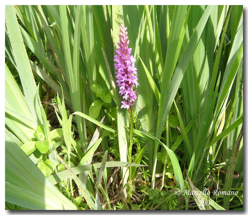 Dactylorhiza maculata subsp. saccifera